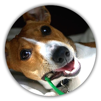 dog dental